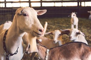 Raising Farm Animals