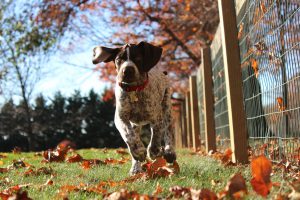 Learn To Be A Dog Trainer