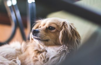 Ways To Market Your Pet Sitting Business